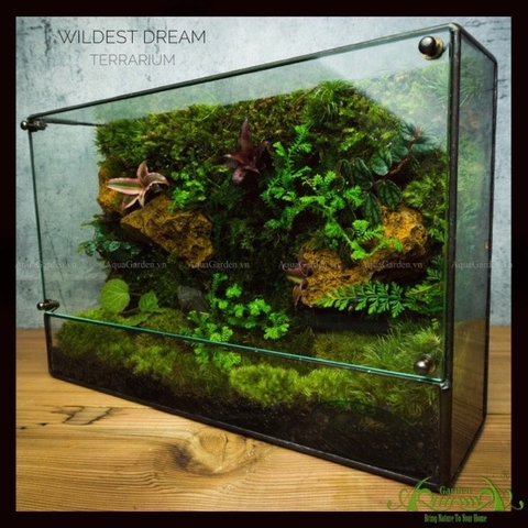 Terrarium 244 - Wildest Dream