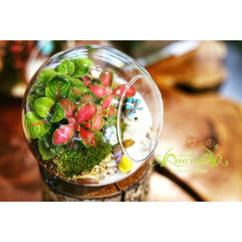 Terrarium 89 - Sunshine Garden