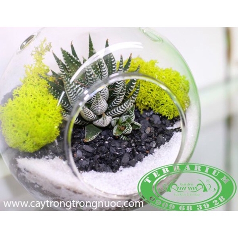 Terrarium 90 - Blackie Garden