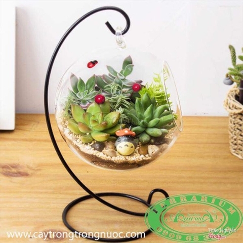 Terrarium 93A - Hàng Xóm Totoro