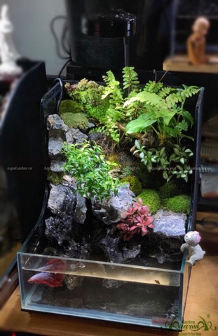 Terrarium 81 - Đất Trời Vĩnh Cửu