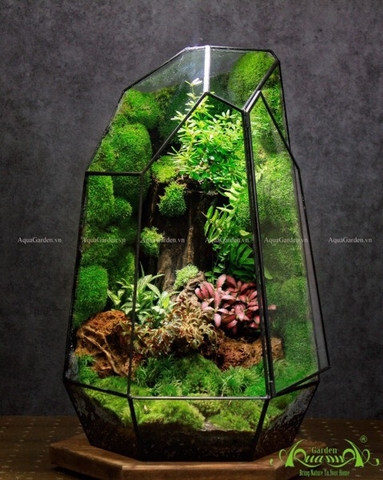 Terrarium 248 - Destiny