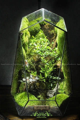 Terrarium 144 - Đi Theo Ánh Mặt Trời