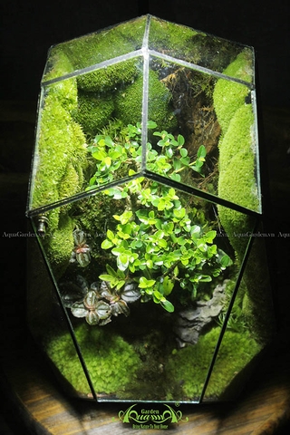 Terrarium 144 - Đi Theo Ánh Mặt Trời