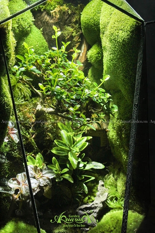 Terrarium 144 - Đi Theo Ánh Mặt Trời