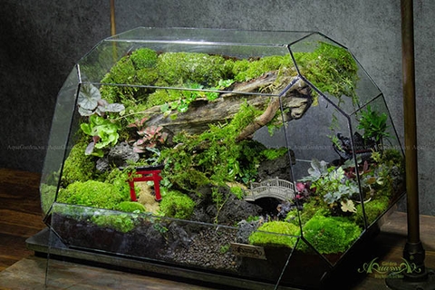 Terrarium 258 - Bình yên một sớm mai - Ô thước kiều