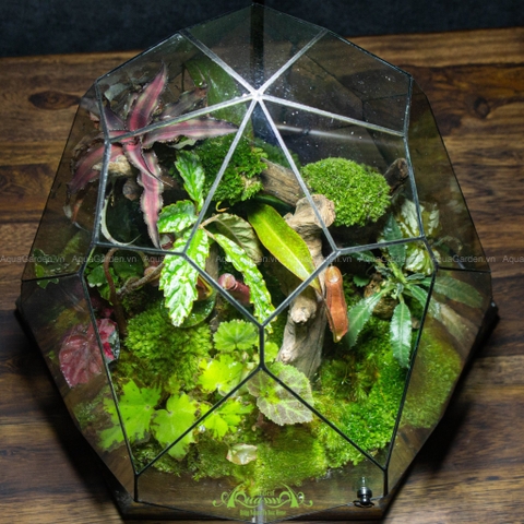 Terrarium 291 - Giấc Mộng Đêm Rừng