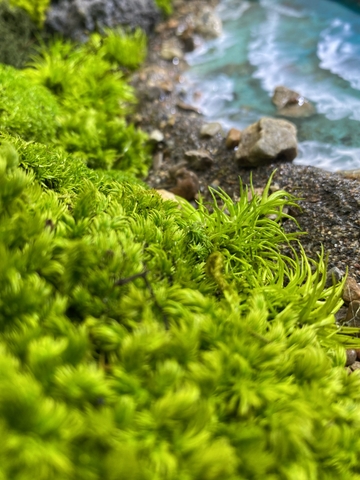 Terrarium 36 - by the beach