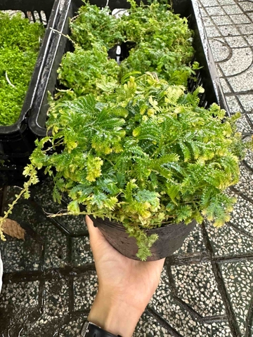Rêu tiên - Cây Trồng Terrarium AquaGarden