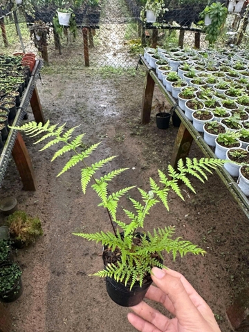 Dương Xỉ  - Cây Trồng Terrarium AquaGarden