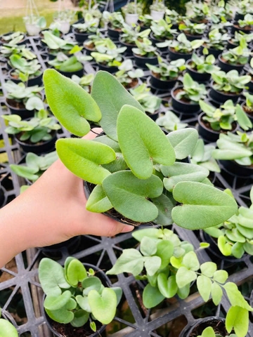 Dương Xỉ  - Cây Trồng Terrarium AquaGarden