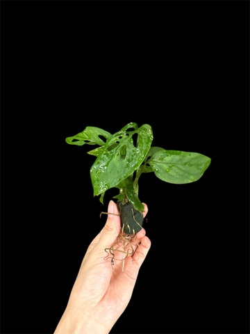 Thủy canh mini 149k - Cây trồng terrarium