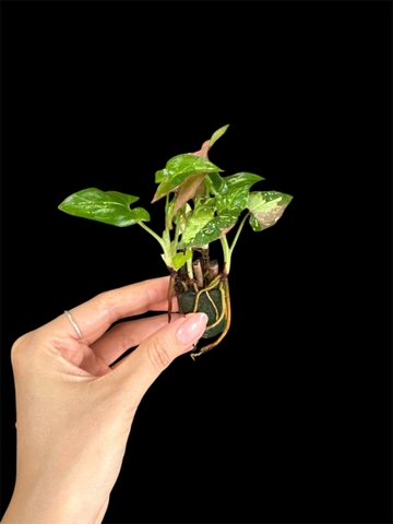 Thủy canh mini 149k - Cây trồng terrarium