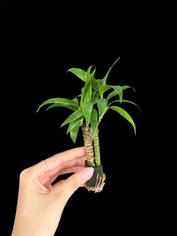 Thủy canh mini 79k - Cây trồng terrarium