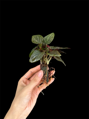 Thủy canh mini 149k - Cây trồng terrarium