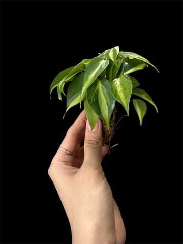 Thủy canh mini 49k - Cây trồng terrarium