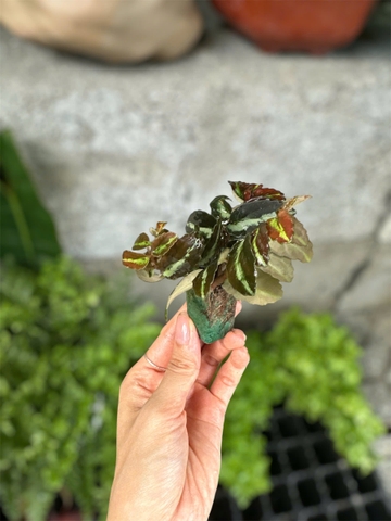 Thằn lằn nhung - Cây trồng Terrarium
