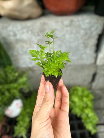 Dương Xỉ Mini - Cây Trồng Terrarium AquaGarden