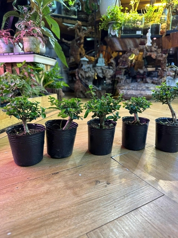 Bonsai - Cây Trồng Terrarium AquaGarden