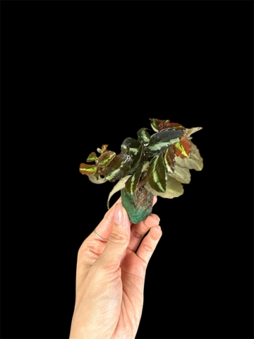 Thủy canh mini 49k - Cây trồng terrarium