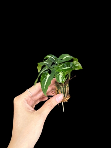 Thủy canh mini 149k - Cây trồng terrarium