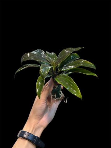 Thủy canh mini 79k - Cây trồng terrarium