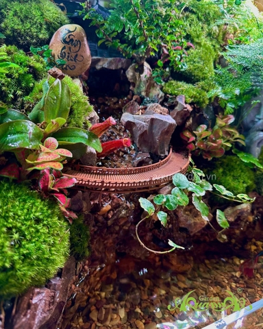 Hồ bán cạn - Tâm Bình An – Mảnh vườn thiền trong không gian sống