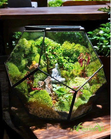 Terrarium 394 - An nhiên Ngọc giác