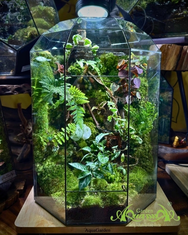 Terrarium 395 - Mộc Uyên