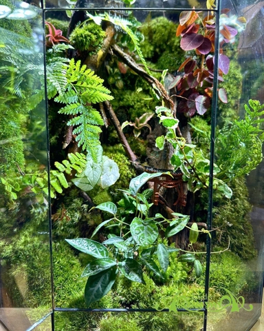 Terrarium 395 - Mộc Uyên