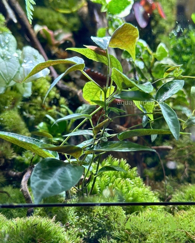 Terrarium 395 - Mộc Uyên