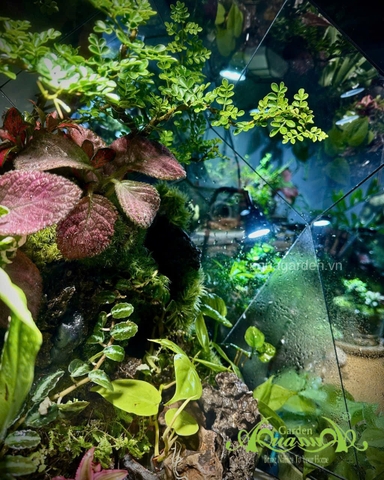 Terrarium 396 - Terrarium Kim Cương – Nghệ thuật thiên nhiên