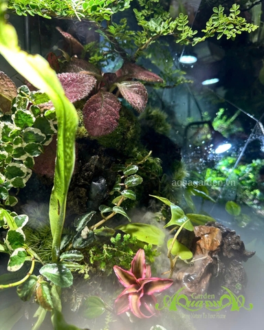 Terrarium 396 - Terrarium Kim Cương – Nghệ thuật thiên nhiên