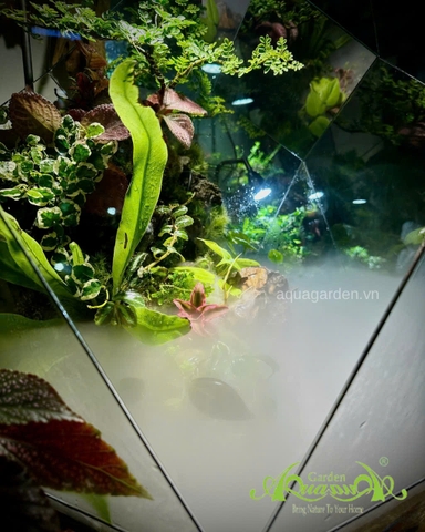 Terrarium 396 - Terrarium Kim Cương – Nghệ thuật thiên nhiên