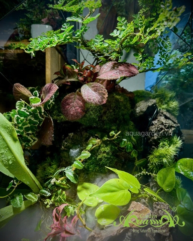 Terrarium 396 - Terrarium Kim Cương – Nghệ thuật thiên nhiên