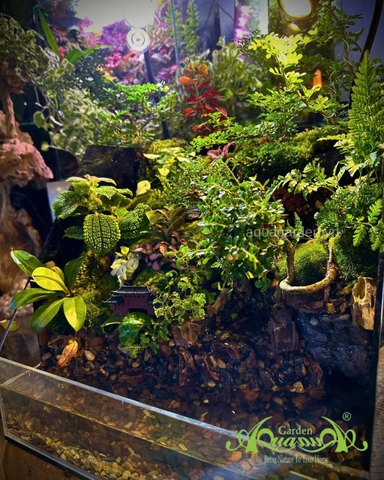 Hồ bán cạn – Tịnh cư sơn thôn | Tiểu cảnh thiên nhiên thu nhỏ mang nét an yên