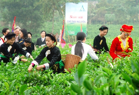 Festival Trà Thái Nguyên & Chuỗi hoạt động chào mừng kỷ niệm 195 năm thành lập tỉnh