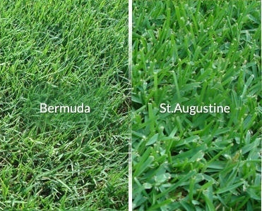 BERMUDA GRASS