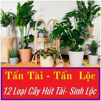 12 loại cây cảnh hút tiền, sinh lộc ứng với 12 con giáp