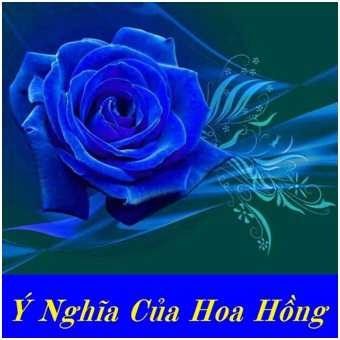 Ý NGHĨA CỦA HOA HỒNG