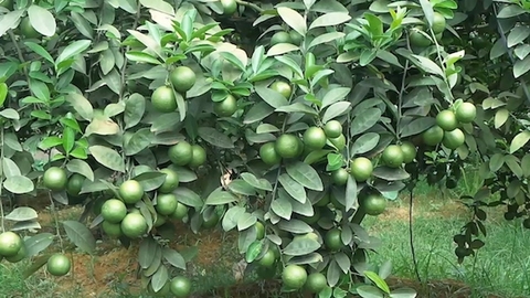 Cây Chanh Tứ Quý - Công ty Cổ phần giống cây trồng Đ.H Nông Nghiệp 1 Cây Chanh Tứ Quý - Công Ty Cổ Phần Giống Cây Trồng Đ.H Nông Nghiệp 1