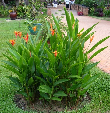 www.giongcaytrongdacsan.vn