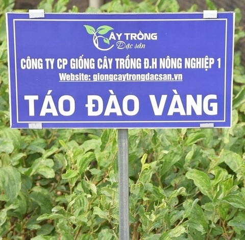 www.giongcaytrongdacsan.vn