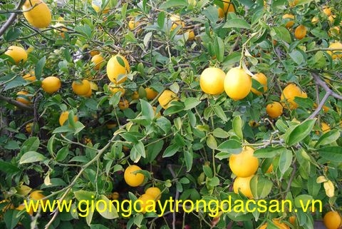 www.giongcaytrongdacsan.vn