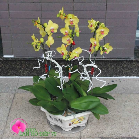 shop lan hồ điệp tại cao bằng