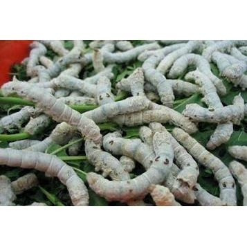 BẠCH CƯƠNG TÀM