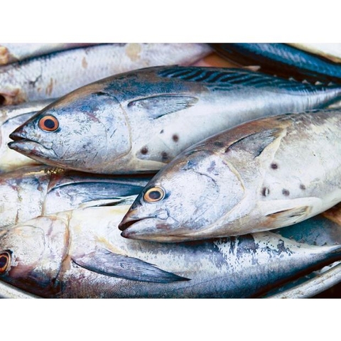 Káº¿t quáº£ hÃ¬nh áº£nh cho cÃ¡ ngá»«