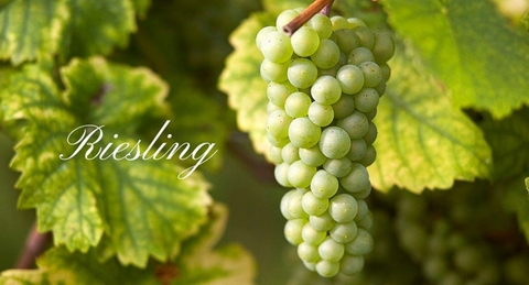 Khám phá rượu vang làm từ giống nho Riesling