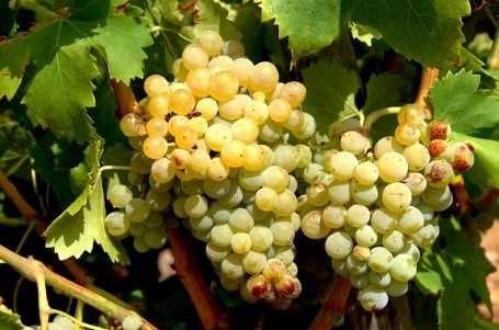 Tìm hiểu về Grenache Blanc - loại nho làm rượu vang trắng phổ biến tại Pháp