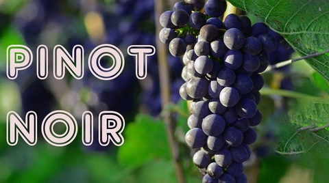 Những đặc điểm cơ bản của nho Pinot Noir